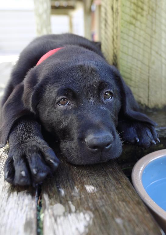 Carolyn Sylvester; Hamish; It's exhausting being a baby guide dog