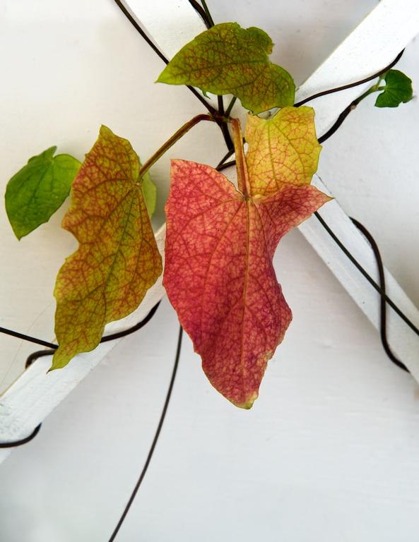 Paul Craze; Autumnal Colour