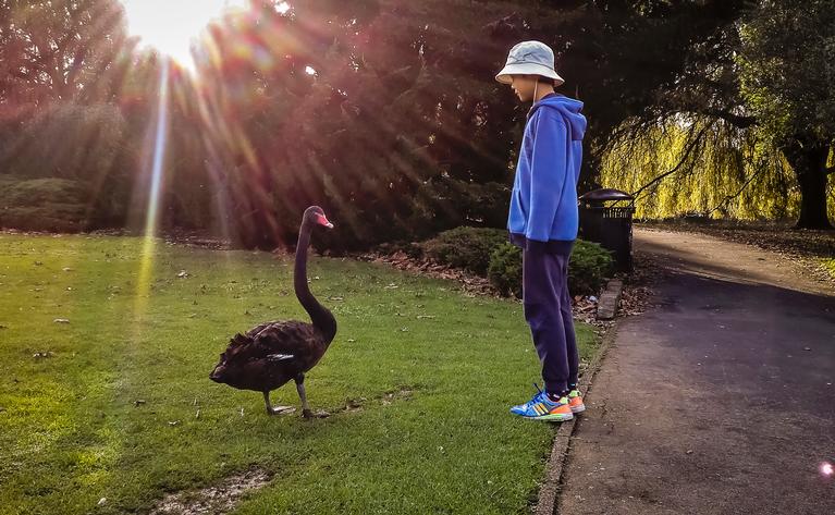 Tango;communicating;my son standing face to face with a swan and it seems they have some communication.