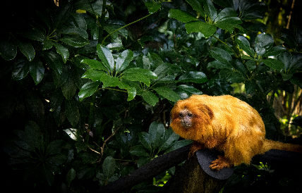 Anuke Rnanweera;Happily monkeying around ;A Tamarin on sitting happily on a log at auckland zoo