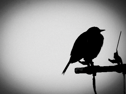 Anuke Rnanweera;Embracing the evening ;A blackbird on our house antenna