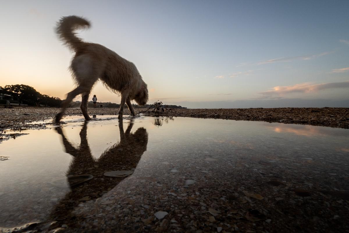 Takapuna Beach Dog and Reflection