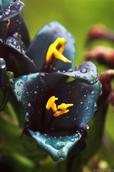 Edwin Ng; Blue flower