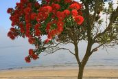 Lynn Clayton; The Epitomy of Summer; Milford Beach