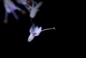 Edwin Ng; Delicate;Taken at the Fernglen Gardens, Birkenhead, North Shore