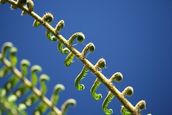 Nayden Koon; Curls; Manukau Botannical Gardens