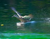 John Ling; Rush to Xmas; Happy birds in Western Spring looking forward 4 Xmas holiday  get more breads!