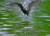 John Ling; Rush to Xmas2; Happy birds in Western Spring looking forward 4 Xmas holiday  get more breads!