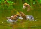 John Ling; Hot summer bath in Auckland Domain