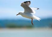 John Ling; Seagull by the Mangere Bridge
