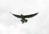 Toni Tanner; Eagle Eye