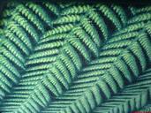 Medha Ghatikesh;Ferns On Bus Seat;The pattern on a seat of a new Metrolink bus. Resembles real ferns doesn't it?!