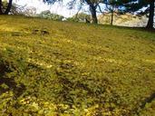 Lego; Autumn Leaves in Albert Park