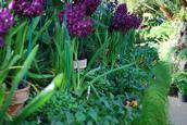 Chamalie Jayaweera; Winter Gardens; Purple