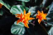 Chamalie Jayaweera; Winter Gardens; Orange