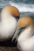 Shangyuan Lu; Gannet; Taken from the gannet habitat, Muriwai Beach