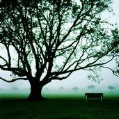 Shangyuan Lu; Morning fog; The smooth morning fog in Avondale, Auckland