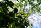 Jennifer Olberts;Bug caught in a spiders web; A bug that was caught in a spiders web in my garden, Glen Eden