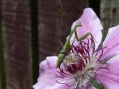 Jennifer Olberts;Praying Mantis; A cute praying mantis that was in my garden, Glen Eden