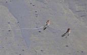 Jennifer Olberts;Swallows at the beach;Two swallows sitting on some wire in the sand dunes at Murawai