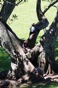 Bryan Lay Yee;This Way Up; Tree climbing in Cornwall Park