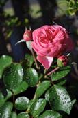 iwan;Pink Rose