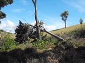 Cameron; If A Tree Falls In The Forest...; Tawharanui Penisula, Matakana, 7.2.10