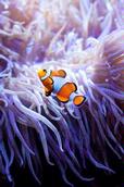 Jin Ng; Found Nemo; Taken at the Auckland Museum.