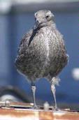 Peter Masefield;gull_chick_1