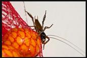 Francesca; Weta on mandarins; Grey Lynn