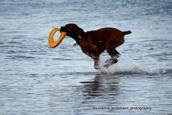 susanne wichmann; water dog takapuna