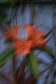 Zelda Wynn; Rhododendron; Lovely flower of rhododendron