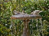Zelda Wynn; Splash & bathe; Sparrows bathing, Parnell Rose Gardens