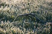 Aaron James Salazar; Frosted Twig; Taken at Macleans Park, Eastern Beach.