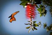 Rinat Rustam; Butterfly;Butterfly
