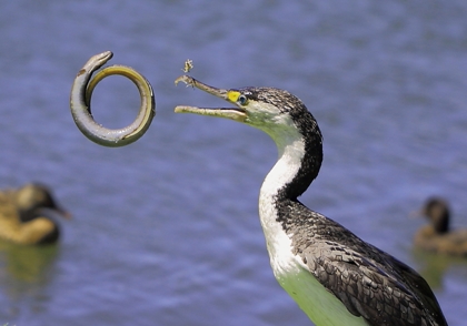 Sam Lu; Eel Ring