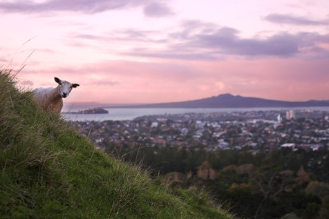 Shane Heenan - Curious City