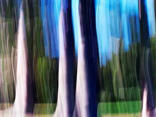 'ABSTRACT SERIES' Nz Native Kauris 1Rachel Mooney