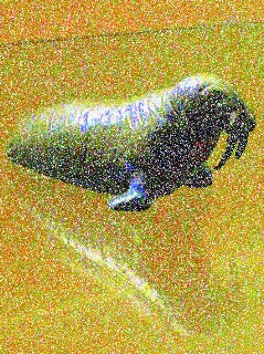 walrus