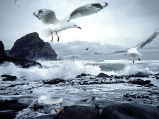 Piha Seagulls.resized