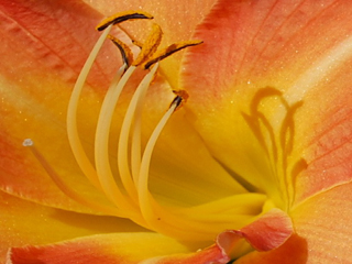 DAYLILY Resize