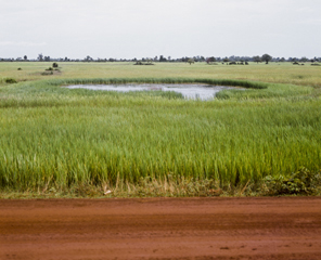 Vandy Rattana; Kompong Thom 2009