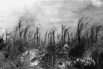 Bruce Connew; Vatiyaka, FIJI, 2001