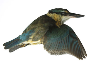 750Kingfisher