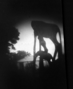 BlackHorseFromMatchboxPinhole