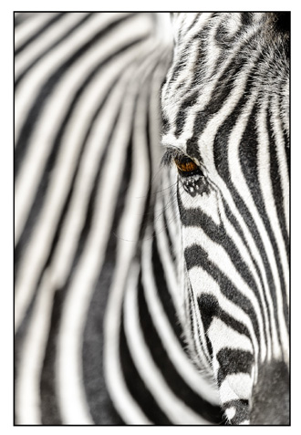 Zebra 2