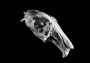 Badger_Memento_Mori