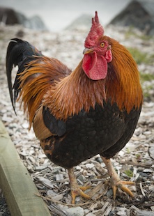 Cock of the Carpark