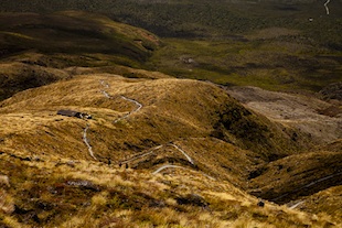 Tongariro-leon rose1