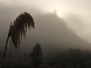 lenz to landscape